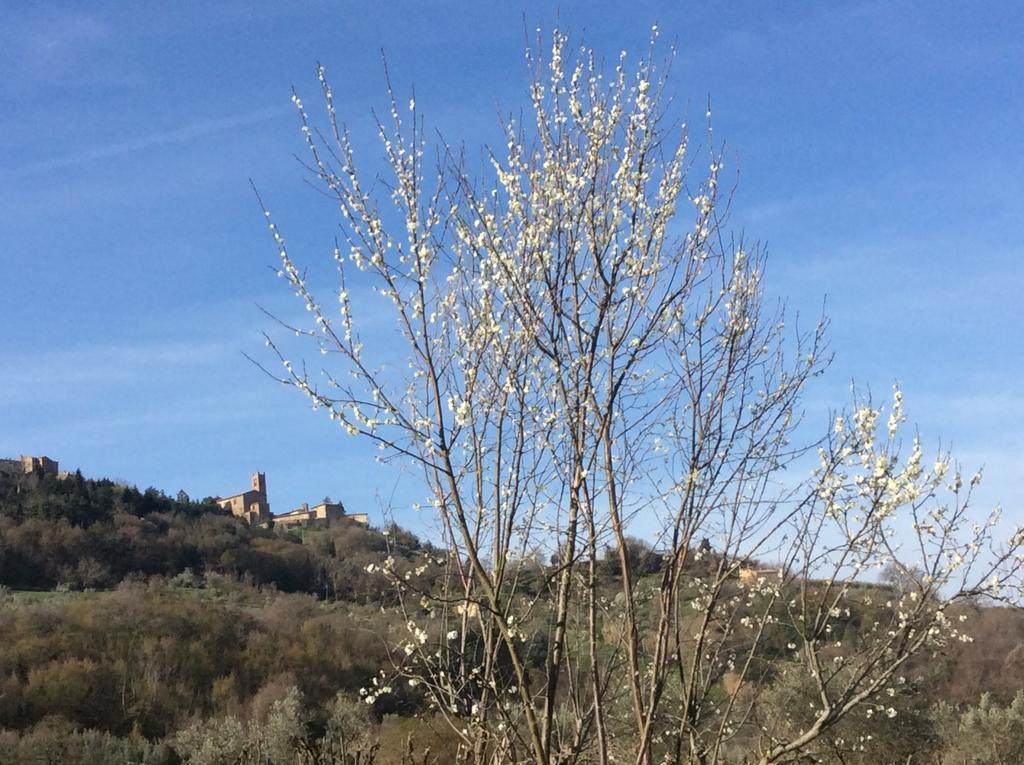 Agriturismo Le Canterie Radicondoli Zewnętrze zdjęcie
